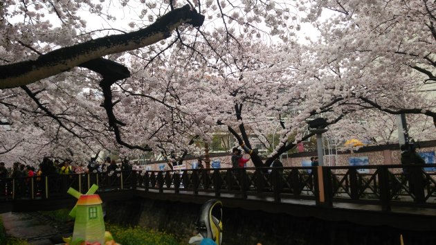 余佐川の桜